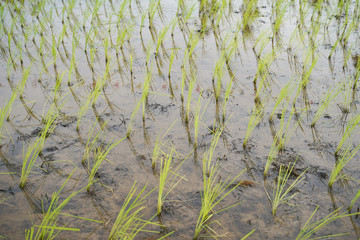 Rice fields landscape in southern of Thailand