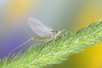 Mayfly, also called shadfly and fishfly