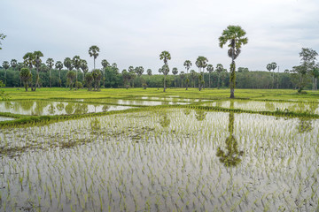 Rice fields landscape in southern of Thailand.