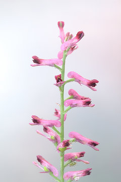 Fumaria officinalis, the common fumitory, drug fumitory or earth smoke