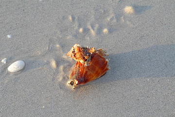 Apple murex snail eating a Florida fighting conch