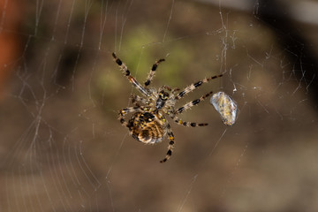 spider on a web