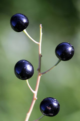 Black berries of Prunus padus, known as bird cherry, hackberry and hagberry