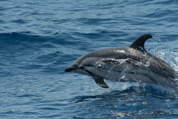 Portrait dauphin bleu et blanc