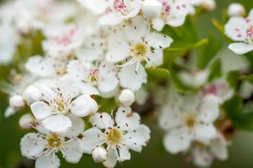 Flores