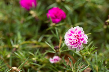 Portulaca flower in the garden