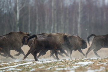 European bison - Bison bonasus in the Knyszyn Forest (Poland) © szczepank