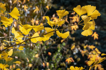 A close-up of yellow and gold leaves of Ginkgo biloba tree against a background of blurry leaves. Elegant nature concept for design