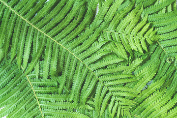 Background of green fern leaves. Close up