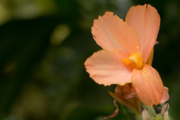 Orange colour of Canna flowers