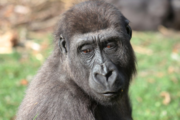 Gorilla