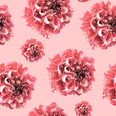 Seamless floral pattern with pink, red chrysanthemum on pink background. Vector illustration