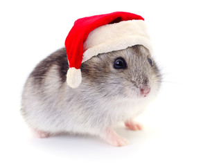 Small domestic hamster.