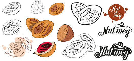hand drawn nutmeg powder, spicy ingredient, nutmeg logo, healthy organic food, spice nutmeg isolated on white background, culinary herbs, label, food, natural healthy food, vector graphic to design