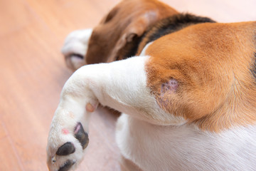 The wound on the dog's elbow