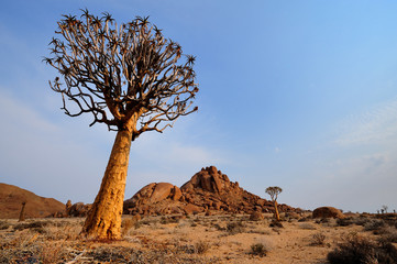 Quiver tree at Kokerbloomkloof