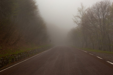 fog road in forest at morning