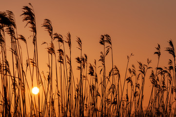 Sun rising with golden light through reed bed