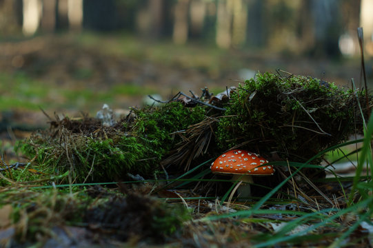Red fly agaric in green moss in the forest