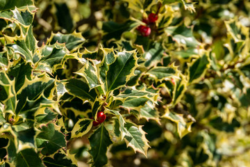 Christmas holly Ilex aquifolium Argentea Marginata on blur background. Graceful fringed leaves with...