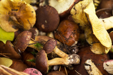 Various fresh forest mushrooms