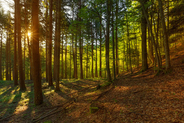 Pine forest with sun rays in spring