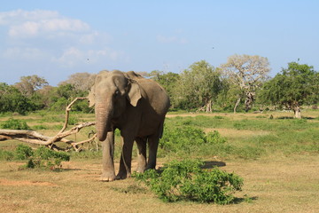 Fototapeta premium éléphant