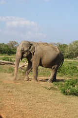 Fototapeta na wymiar éléphant