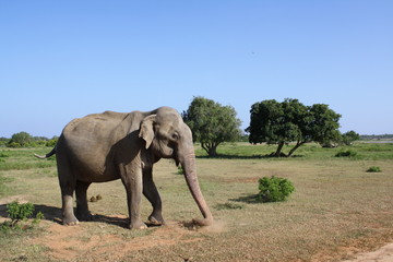 éléphant