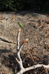 oiseau