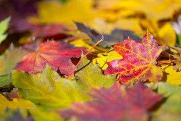 autumn colorful leaves background