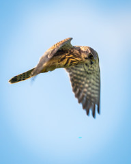 Common Kestrel hovering, looking for prey.(Falco tinnunculus)