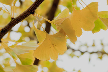 Branch of relic ginkgo tree with yellow leaves