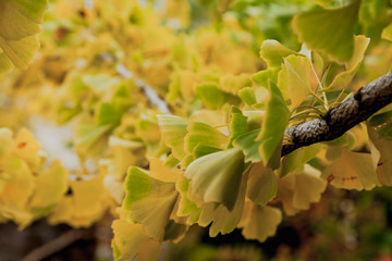 Branch of relic ginkgo tree with yellow leaves