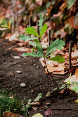 Young oak sprout with green leaves