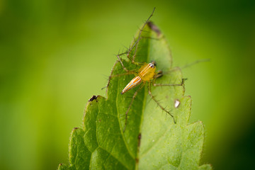  A spider on green blurred background