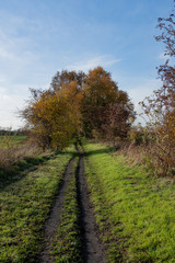 autumn leaves on a muddy country track
