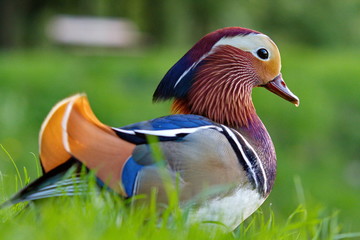 mandarin duck male