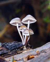 mycena ob a trunk in the forest © Andrea D'Angiolo