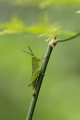 Green Grasshopper on plant