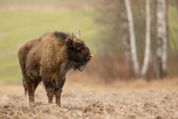 European bison - Bison bonasus in the Knyszyn Forest (Poland)