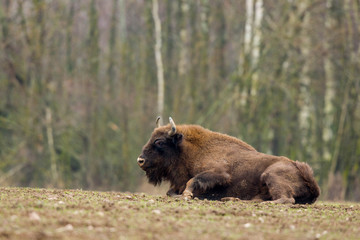 European bison - Bison bonasus in the Knyszyn Forest (Poland)