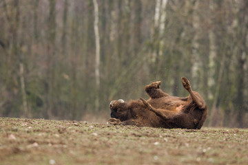 European bison - Bison bonasus in the Knyszyn Forest (Poland)