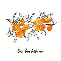 The sea buckthorn, color and sketch. Hand drawn color botanical sketch style.  Elements for menu, tea packaging, wrapping paper, cosmetics packaging, labels, tags, posters etc