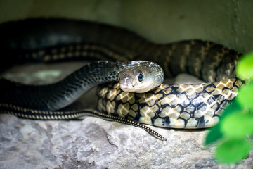 Dangerous cobra snake looking at me