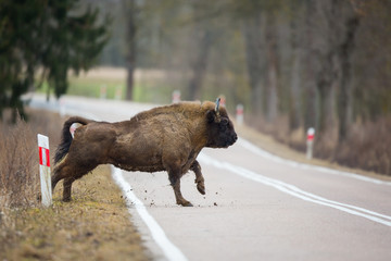 European bison - Bison bonasus in the Knyszyn Forest (Poland) © szczepank