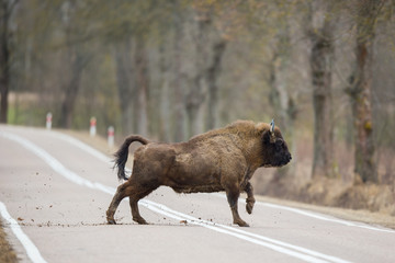 European bison - Bison bonasus in the Knyszyn Forest (Poland)