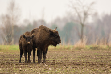 European bison - Bison bonasus in the Knyszyn Forest (Poland) © szczepank