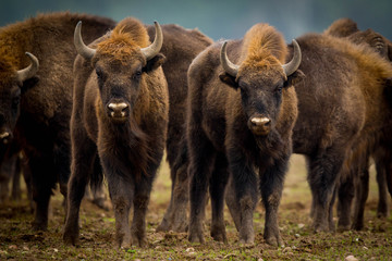 Bison d& 39 Europe - Bison bonasus dans la forêt de Knyszyn (Pologne)