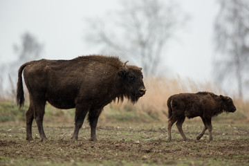 Naklejka na ściany i meble European bison - Bison bonasus in the Knyszyn Forest (Poland)